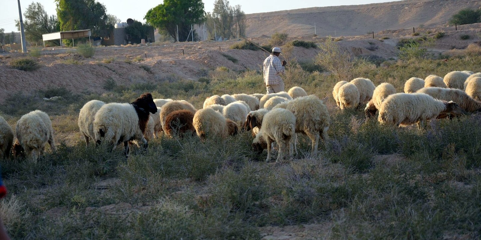 راعٍ مع قطيع أغنام في المرعى